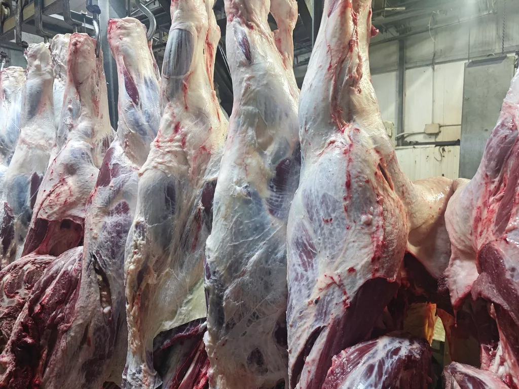 Фотография продукта Говядина оптом, четверти (халяль)