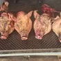 свиные головы от крестьянской свинины в Саратове и Саратовской области