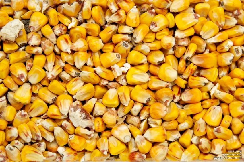 фотография продукта Кукуруза фураж 