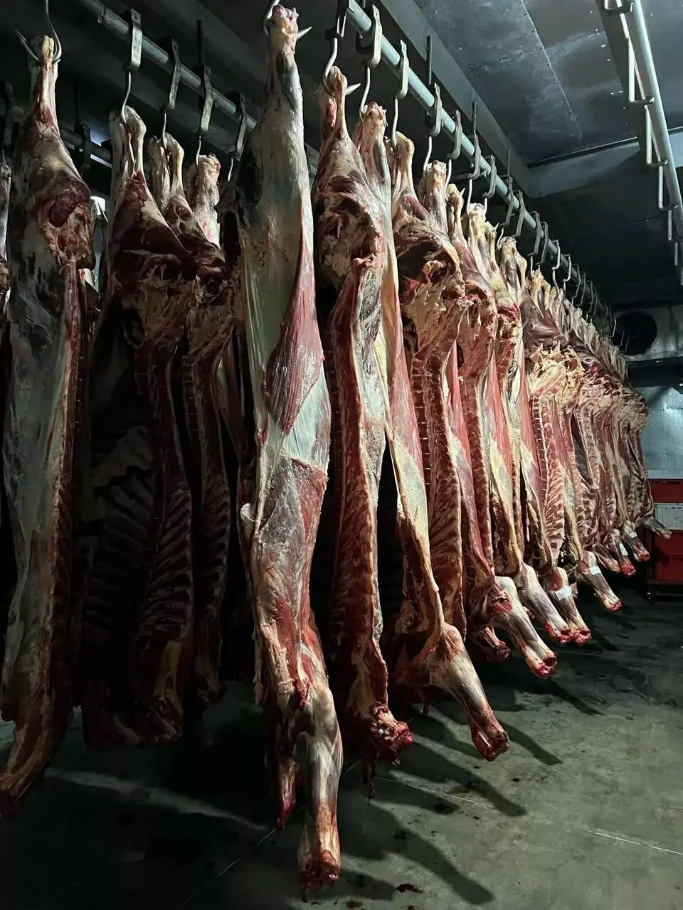 Фотография продукта Оптом говядина новосибирск -- бердск