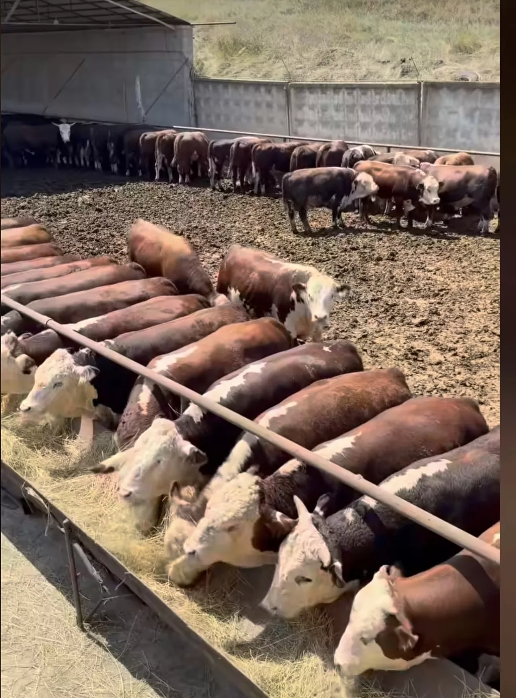 фотография продукта Бычков на откорм по безналу с НДС