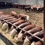 бычков на откорм по безналу с НДС в Чебоксарах и Чувашии
